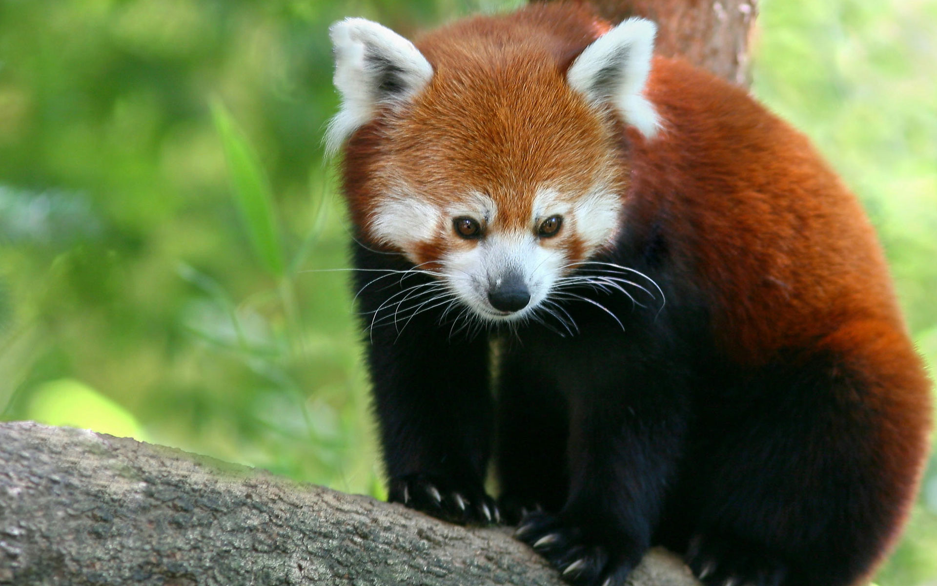 Red Panda611396113